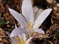 Colchicum sfikasianum