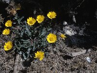 Coleostephus myconis
