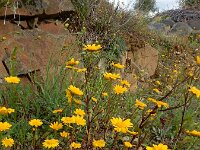 Coleostephus myconis 6, Saxifraga-Ed Stikvoort