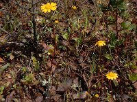 Coleostephus myconis 7, Saxifraga-Ed Stikvoort