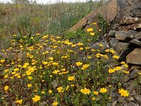 Coleostephus myconis 9, Saxifraga-Ed Stikvoort