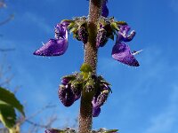 Coleus barbatus 2, Saxifraga-Ed Stikvoort