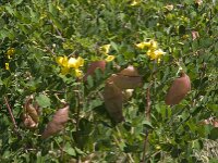 Colutea arborescens, Bladder-senna