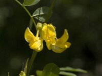 Colutea arborescens 10, Europese blazenstruik, Saxifraga-Jan van der Straaten