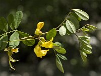 Colutea arborescens 11, Europese blazenstruik, Saxifraga-Jan van der Straaten