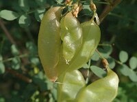 Colutea hispanica