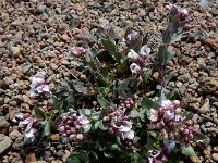 Coluteocarpus vesicaria 3, Saxifraga-Ed Stikvoort