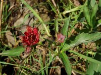 Comarum palustre, Marsh Cinquefoil