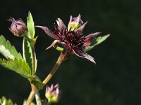 Comarum palustre 10, Wateraardbei, Saxifraga-Jan van der Straaten