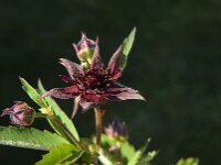 Comarum palustre 11, Wateraardbei, Saxifraga-Jan van der Straaten