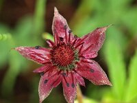 Comarum palustre 12, Wateraardbei, Saxifraga-Hans Dekker