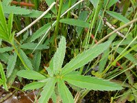 Comarum palustre 13, Wateraardbei, Saxifraga-Rutger Barendse