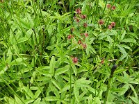 Comarum palustre 14, Wateraardbei, Saxifraga-Rutger Barendse