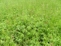 Comarum palustre 15, Wateraardbei, Saxifraga-Rutger Barendse