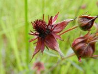 Comarum palustre 16, Wateraardbei, Saxifraga-Rutger Barendse