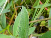Comarum palustre 17, Wateraardbei, Saxifraga-Rutger Barendse