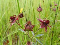 Comarum palustre 18, Wateraardbei, Saxifraga-Rutger Barendse