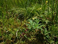 Comarum palustre 2, Wateraardbei, Saxifraga-Dirk Hilbers