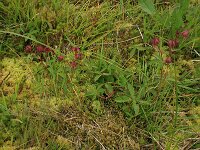 Comarum palustre 22, Wateraardbei, Saxifraga-Hans Boll