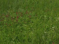 Comarum palustre 25, Wateraardbei, Saxifraga-Hans Boll