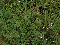 Comarum palustre 26, Wateraardbei, Saxifraga-Hans Boll