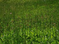 Comarum palustre 27, Wateraardbei, Saxifraga-Hans Boll