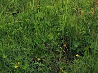 Comarum palustre 29, Wateraardbei, Saxifraga-Hans Boll