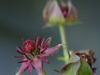 Comarum palustre 3, Wateraardbei, Saxifraga-Jan Nijendijk