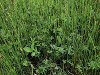 Comarum palustre 30, Wateraardbei, Saxifraga-Hans Boll