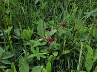 Comarum palustre 33, Wateraardbei, Saxifraga-Hans Boll