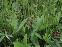 Comarum palustre 35, Wateraardbei, Saxifraga-Hans Boll