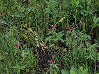 Comarum palustre 36, Wateraardbei, Saxifraga-Hans Boll