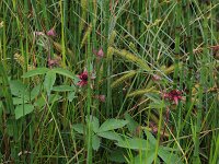 Comarum palustre 38, Wateraardbei, Saxifraga-Hans Boll