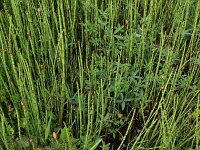 Comarum palustre 39, Wateraardbei, Saxifraga-Hans Boll
