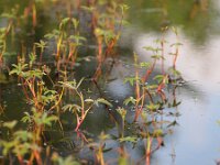 Comarum palustre 4, Wateraardbei, Saxifraga-Rudmer Zwerver