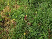 Comarum palustre 48, Wateraardbei, Saxifraga-Hans Boll