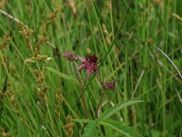 Comarum palustre 49, Wateraardbei, Saxifraga-Hans Boll
