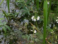 Comarum palustre 5, Wateraardbei, Saxifraga-Hans Boll
