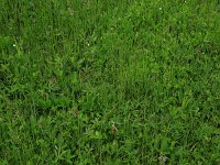 Comarum palustre 50, Wateraardbei, Saxifraga-Hans Boll