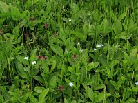 Comarum palustre 53, Wateraardbei, Saxifraga-Hans Boll
