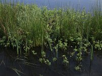Comarum palustre 56, Wateraardbei, Saxifraga-Hans Boll