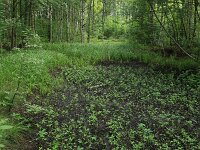 Comarum palustre 58, Wateraardbei, Saxifraga-Hans Boll