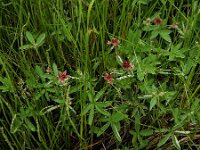 Comarum palustre 63, Wateraardbei, Saxifraga-Ed Stikvoort