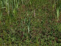 Comarum palustre 67, Wateraardbei, Saxifraga-Ed Stikvoort