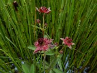 Comarum palustre 68, Wateraardbei, Saxifraga-Ed Stikvoort