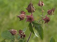 Comarum palustre 7, Wateraardbei, Saxifraga-Jan van der Straaten