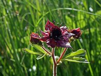 Comarum palustre 8, Wateraardbei, Saxifraga-Jeroen Willemsen