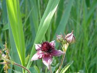 Comarum palustre 9, Wateraardbei, Saxifraga-Jeroen Willemsen