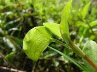 Commelina communis
