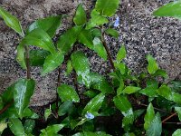 Commelina diffusa
